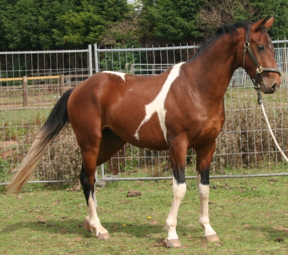 Greenfields Stud Coloured Sport Horses & Ponies.
